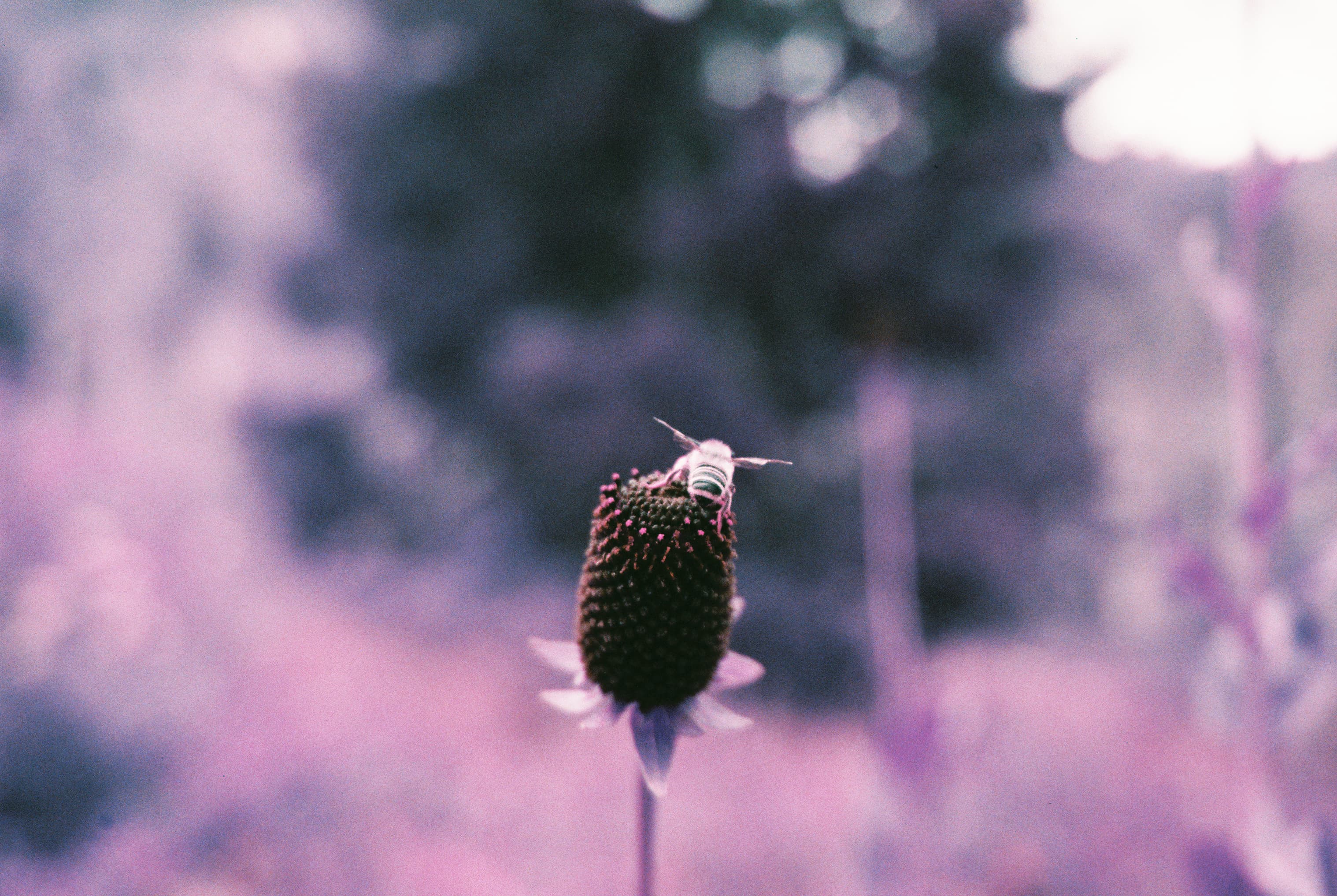 purple bee butt