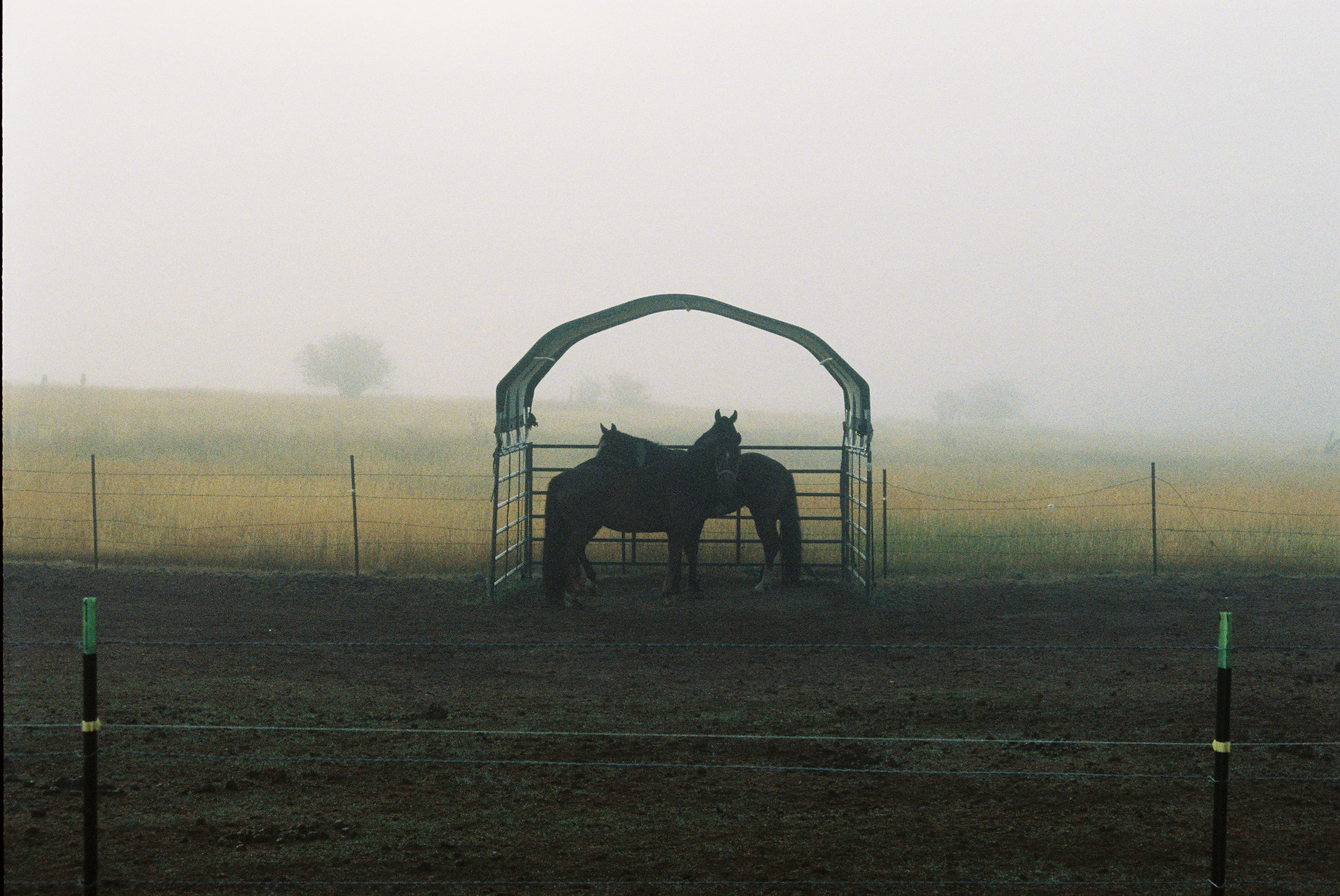 horses in Idaho
