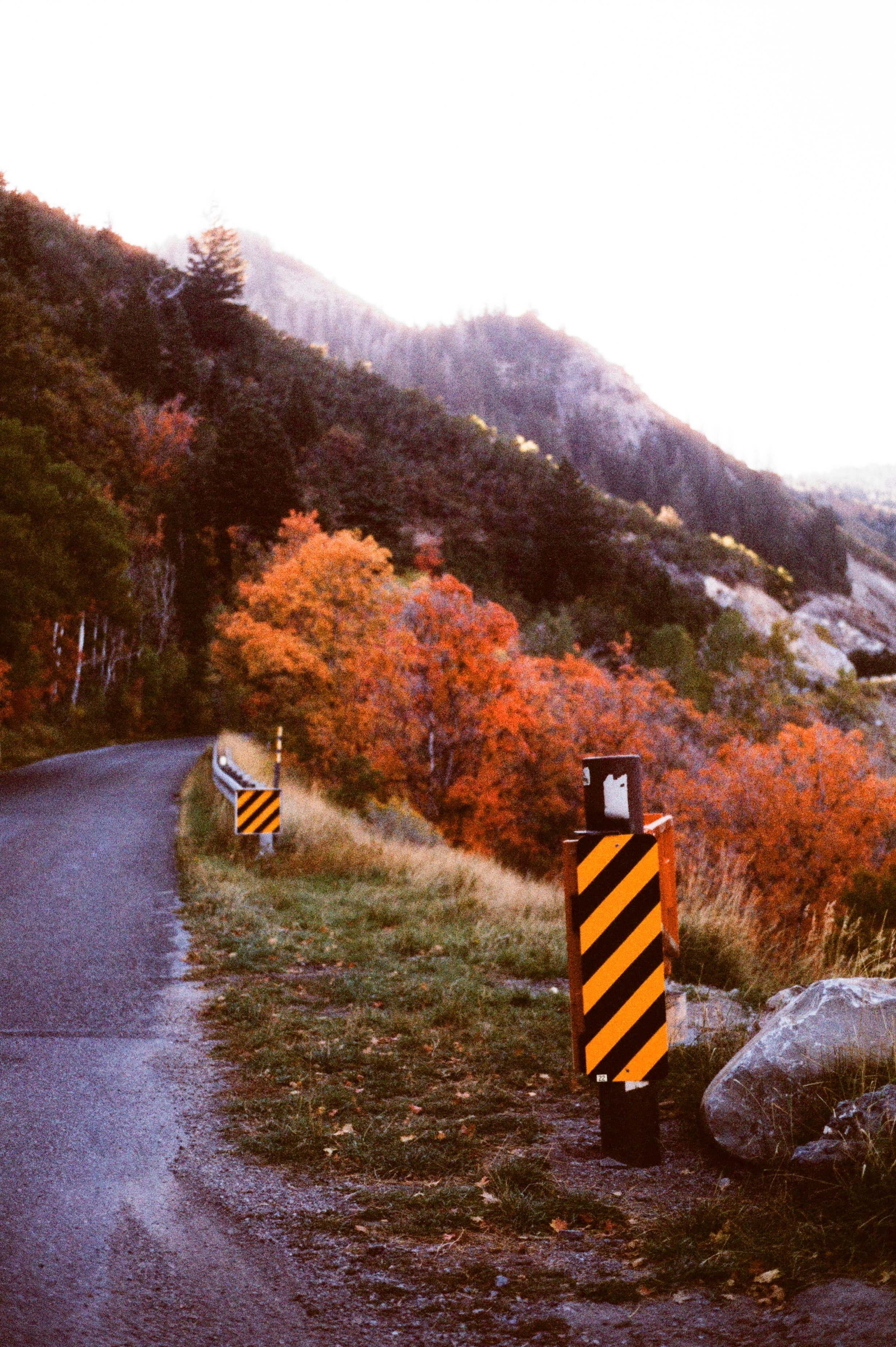 fall tones at Alpine Loop
